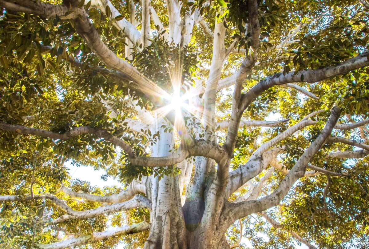 Sun beams through tree